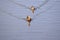 Ducks team up to fish along the banks of the island waterway