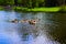 Ducks in the vondelpark swimming in the canal