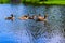 Ducks in the vondelpark swimming in the canal