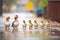 ducks waddling in a line during a gentle rain