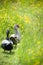 Ducks waddling through a meadow