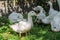 Ducks walk around a home farm