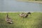 Ducks walk on the green grass