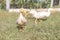 Ducks on a walk on green meadow on a farm. Wildlife. Summer day