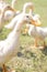 Ducks on a walk on green meadow on a farm. Wildlife. Summer day