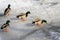 Ducks walk on ice in winter. Ducks on a frozen lake