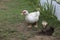 Ducks walking on a field.