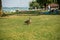 Ducks walking on grass by lake