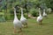 Ducks walking in pack natural colours