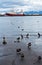 Ducks walking through sand of Dalvik harbor in north Iceland