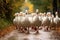 ducks walking in a single file