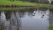 Ducks on water in city park pond. wild ducks in the lake. wild geese. ducks on water at day. Ducks