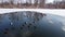 Ducks in water top view. Ducks top view scene. Birds wait out the winter in the ice hole in water top view
