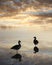 Ducks in the water, tranquil sunset scenery