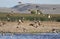 Ducks and Waterfowl Wetlands Klamath