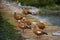 Ducks wild brown ducks are very beautiful with a rare color