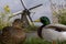 Ducks and windmill in holland