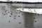 Ducks winter on the coast.