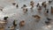 Ducks on winter ice river. Winter river ice snow ducks. Ducks on frozen river. feeding the ducks