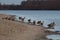 Ducks on the winter lake