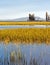 Ducks in Yellowstone Lake