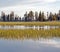 Ducks in Yellowstone Lake