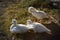 Ducks young birds agriculture animals cute little chicks