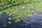 Duckweed