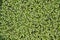 Duckweed background