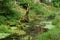 Duckweed covered stream in Wutach Gorge, Germany