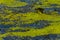 Duckweed - Cultivation of duckweed. Lemna trisulca