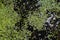 Duckweed - Cultivation of duckweed. Lemna trisulca