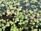 Duckweed flowers floating on the water surface