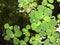 Duckweed. Green Duckweed natural background on water.