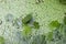 Duckweed or Lemna minor and water poppy in  the pond.