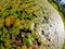 Duckweed Lemnoideae in a pond in the sunny day, fisheye image