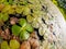 Duckweed Lemnoideae in a pond in the sunny day, fisheye image