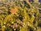 Duckweed with maple leaf in a pond in the sunny day