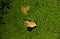 Duckweed plant with dried leaf on water