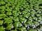 duckweed plant makro close up water aquatic green