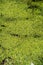 Duckweed on water