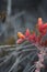 Dudleya Lanceolata Bloom - Ventura Coast - 071222