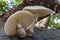 Due to the light that shines through the hat, the slats are beautifully visible in this Porcelain mushroom Oudemansiella mucida