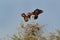 Duel of two Hooded Vulture - Necrosyrtes monachus  Old World vulture in the order Accipitriformes, which also includes eagles,