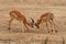 Duel of two Impala - Aepyceros melampus medium-sized antelope found in eastern and southern Africa. The sole member of the genus