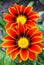 Duet of two bright orange gazania flowers among green leaves