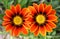 Duet of two bright orange gazania flowers among green leaves