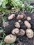 Dug up potato bush on the ground, pictured, roots and tubers