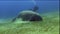 Dugon Dugon dugon, sea caw is eating sea grass in Red sea near Marsa Alam at dive site Sheik Malik