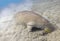 Dugong dugon seacow feeding sea grass underwater